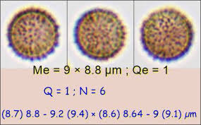 Attēlu rezultāti vaicājumam “Stemonitis fusca spores”