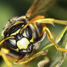 Image result for East Kilbride Wasps