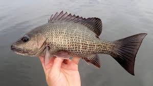 Image result for Lutjanus griseus