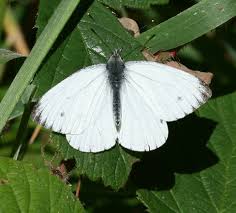 Attēlu rezultāti vaicājumam “Pieris napi male”