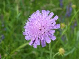 Image result for Knautia arvensis