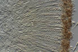 Attēlu rezultāti vaicājumam “Icmadophila ericetorum”