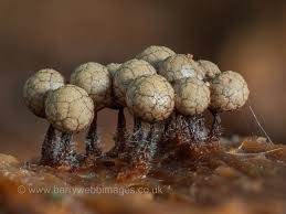 Attēlu rezultāti vaicājumam “Cribraria languescens”