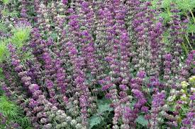 Image result for Salvia verticillata