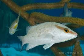 Image result for Lutjanus griseus