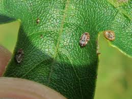 Attēlu rezultāti vaicājumam “Aleurochiton aceris”