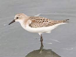 Image result for Calidris ruficollis