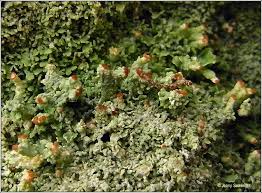Attēlu rezultāti vaicājumam “Cladonia parasitica”