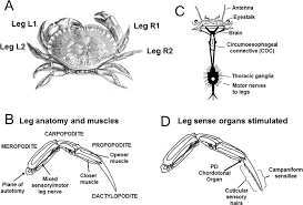 Image result for Cancer pagurus