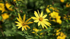 Attēlu rezultāti vaicājumam “Helianthus tuberosus flower”