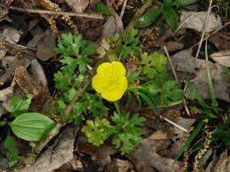 Attēlu rezultāti vaicājumam “Ranunculus bulbosus flower”