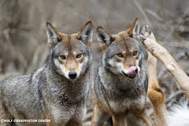 Image result for Westgate Wolves A.R.L.F.C.