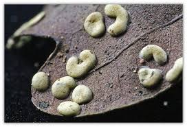 Attēlu rezultāti vaicājumam “Didymium difforme”