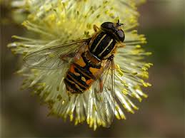 Attēlu rezultāti vaicājumam “Helophilus pendulus”