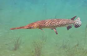 Image result for Lepisosteus osseus
