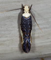 Attēlu rezultāti vaicājumam “Monopis monachella”