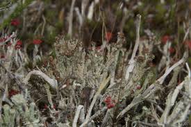 Attēlu rezultāti vaicājumam “Cladonia ramulosa”