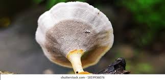 Attēlu rezultāti vaicājumam “Polyporus”