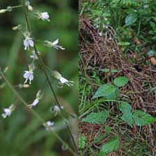 Attēlu rezultāti vaicājumam “Circaea lutetiana leaf”
