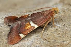 Attēlu rezultāti vaicājumam “Pyralis regalis”