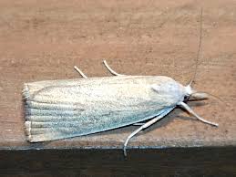 Attēlu rezultāti vaicājumam “Calamotropha paludella”