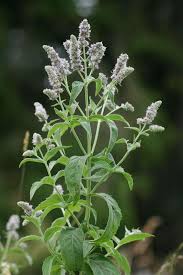 Attēlu rezultāti vaicājumam “Mentha longifolia”