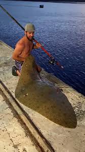 Image result for Gymnura natalensis