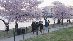 Image result for Blossom Way Sports & Social Club