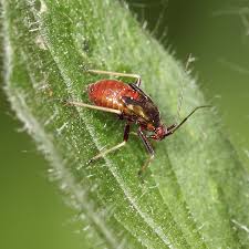 Attēlu rezultāti vaicājumam “Grypocoris sexguttatus”