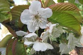 Attēlu rezultāti vaicājumam “Prunus avium flower”