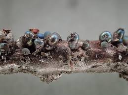 Attēlu rezultāti vaicājumam “Lamproderma pulchellum macro”