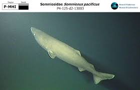 Image result for Somniosus pacificus