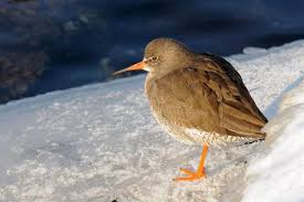 Attēlu rezultāti vaicājumam “Tringa totanus”