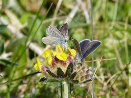 Attēlu rezultāti vaicājumam “Cupido minimus female”