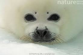 Image result for Pagophilus groenlandicus