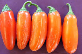 Afbeeldingsresultaat voor numex chimayo hot pepper