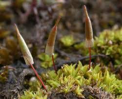Attēlu rezultāti vaicājumam “Encalypta streptocarpa sporophyte”