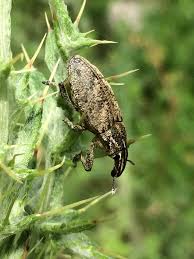 Attēlu rezultāti vaicājumam “Cleonis pigra”