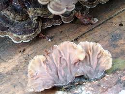 Attēlu rezultāti vaicājumam “Auricularia mesenterica”