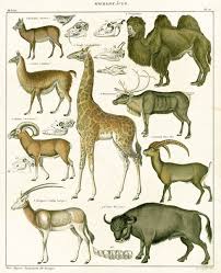 Attēlu rezultāti vaicājumam “Artiodactyla”