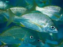 Image result for Pomadasys incisus