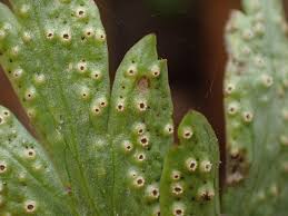 Attēlu rezultāti vaicājumam “Tranzschelia pruni-spinosae spores”