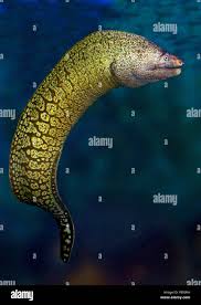 Image result for Muraena helena