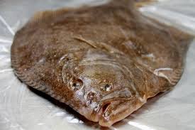 Image result for Scophthalmus maximus