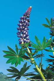 Image result for Lupinus polyphyllus Lindl.