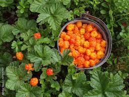 Attēlu rezultāti vaicājumam “Rubus chamaemorus”