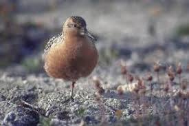 Attēlu rezultāti vaicājumam “Calidris canutus adult”