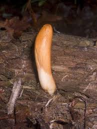 Attēlu rezultāti vaicājumam “Podostroma leucopus”