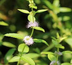 Attēlu rezultāti vaicājumam “Mentha arvensis flower”
