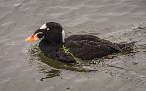 Image result for Melanitta perspicillata